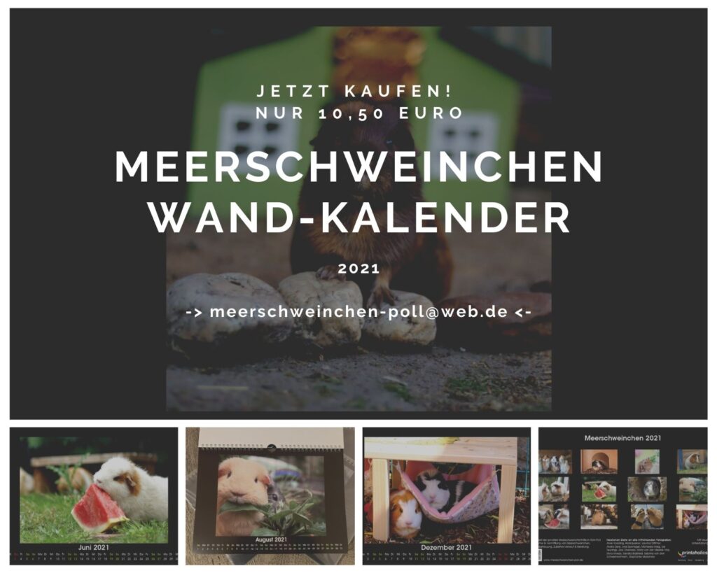 Wandkalender der Meerschweinchenhilfe für 2021