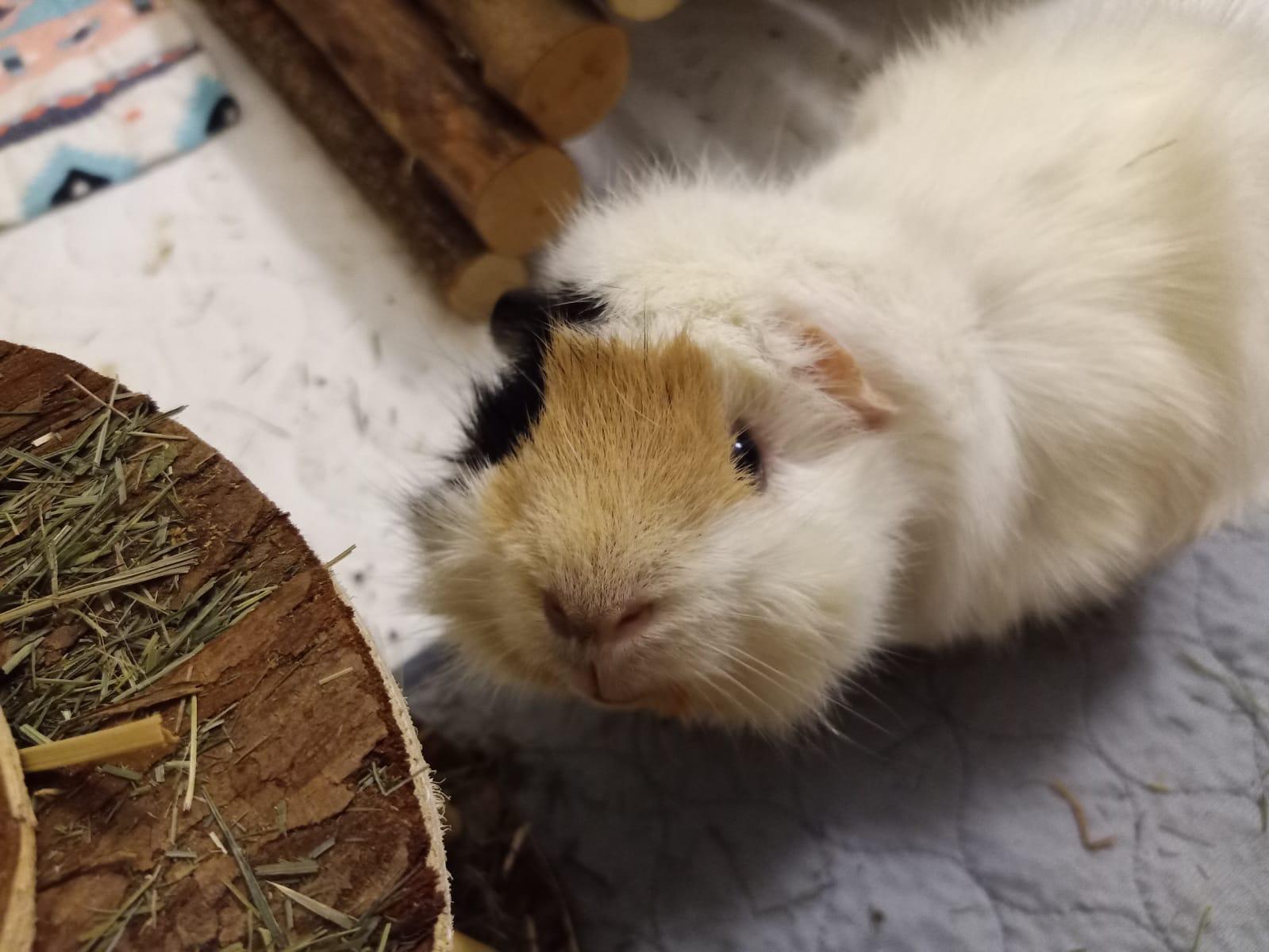 Ein Bild vom Meerschweinchen Flecki