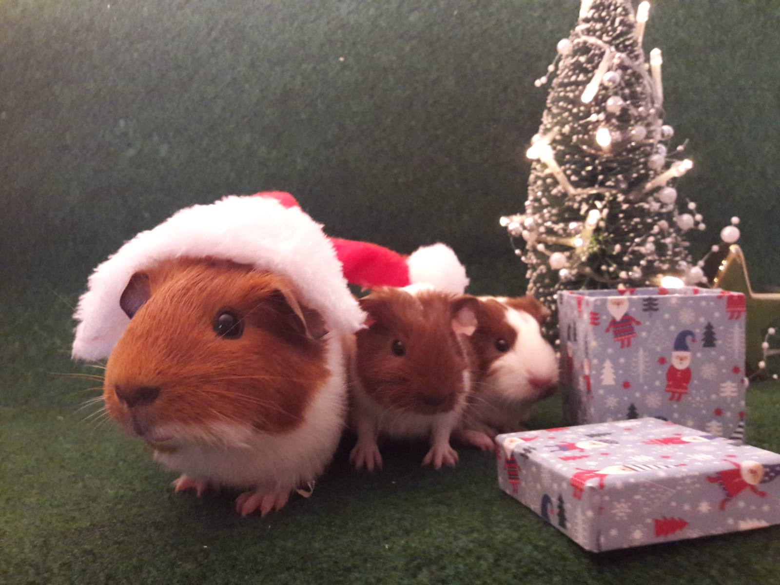 Meerschweinchen mit Weihnachtsmütze
