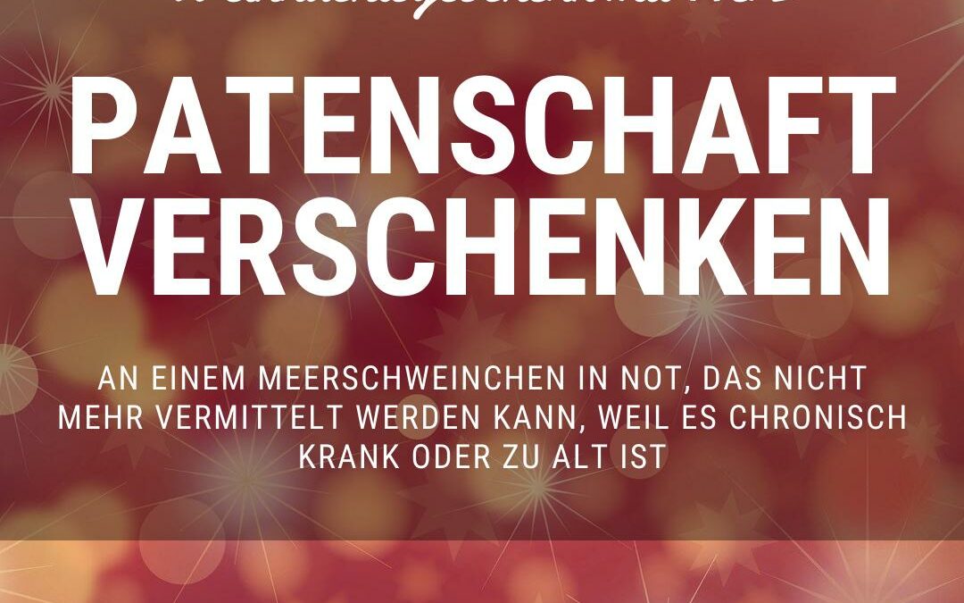 Meerschweinchen-Patenschaft verschenken