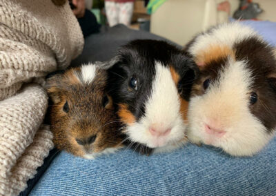 Alvin, Poppy und Coco