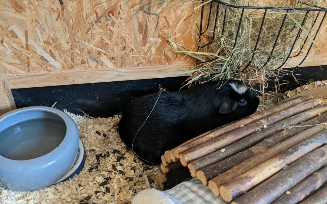 (Vermittelt) Balu sucht ein Zuhause