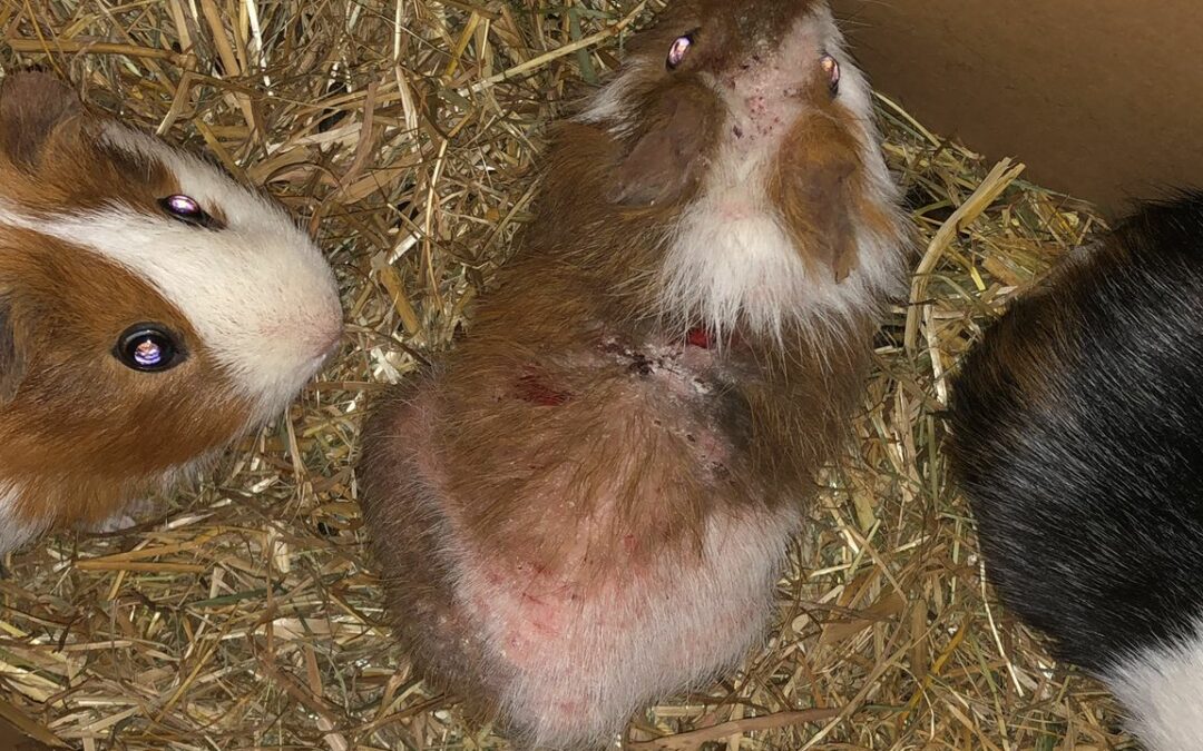 Milben-Notfall mit acht Schweinchen