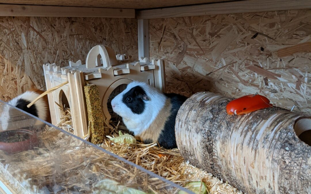 Sparky sucht ein Zuhause