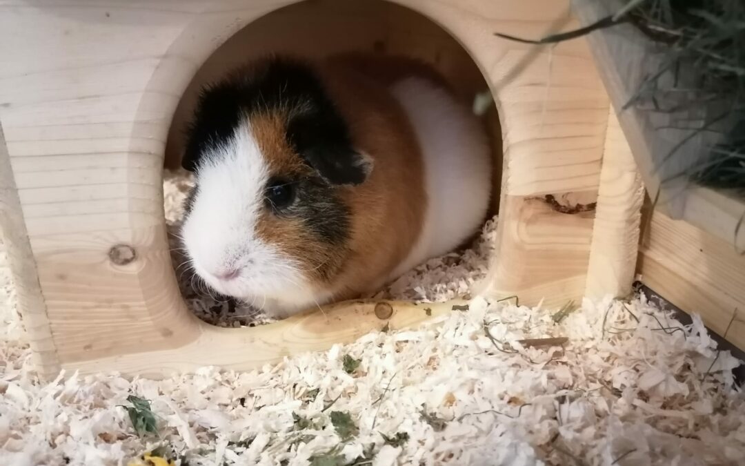 Feudel sucht ein Zuhause