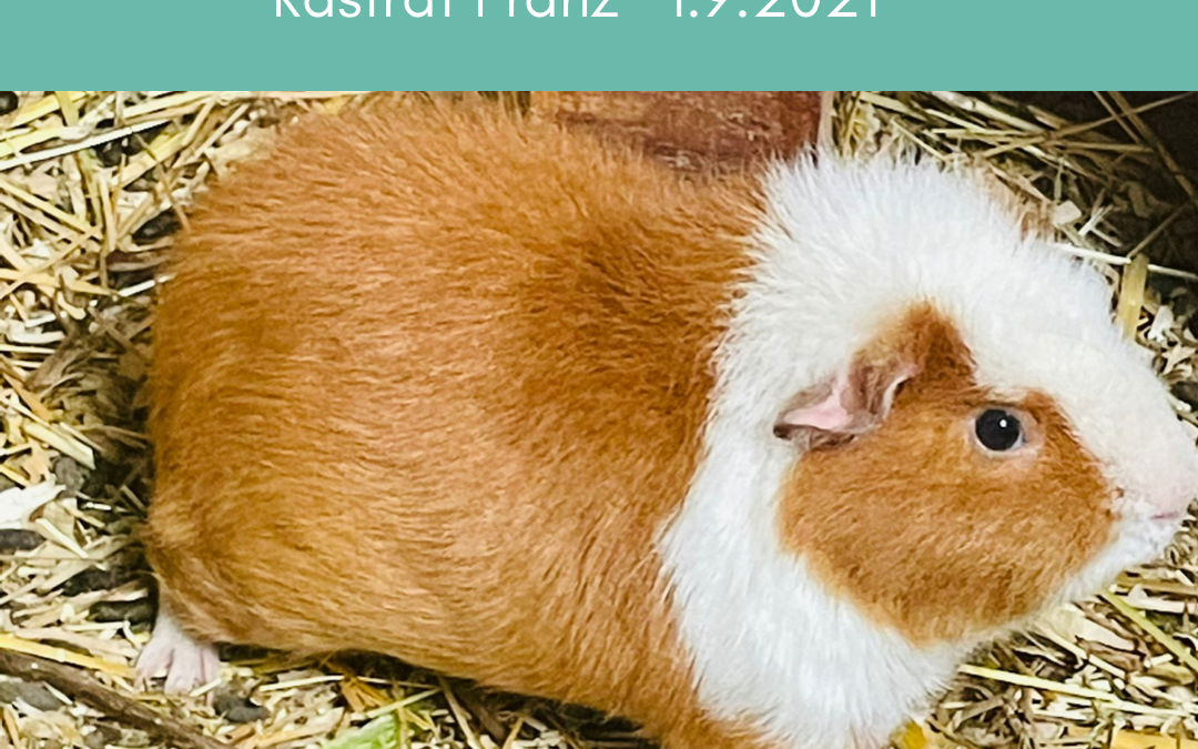 Nottier der Woche: Kastrat Franz (vermittelt)