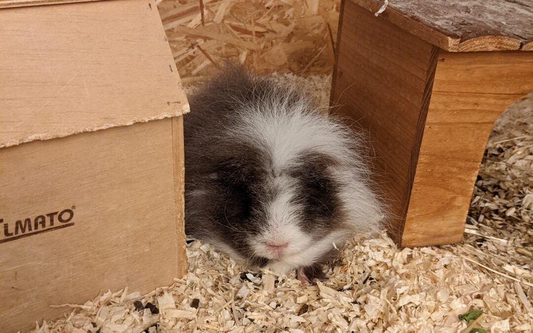 Notschwein der Woche: Flake (vermittelt)