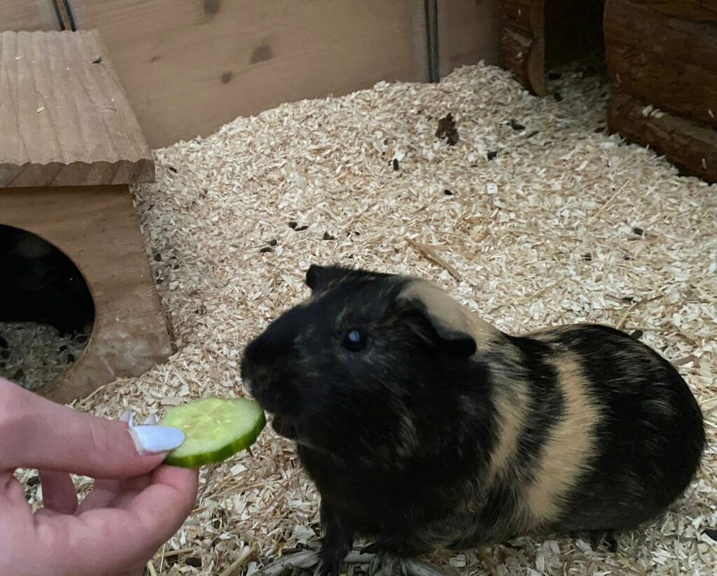 Pflegeschwein Mickey beim Fressen