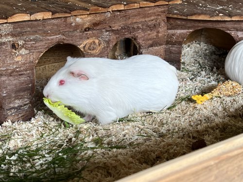 Schneegestöber