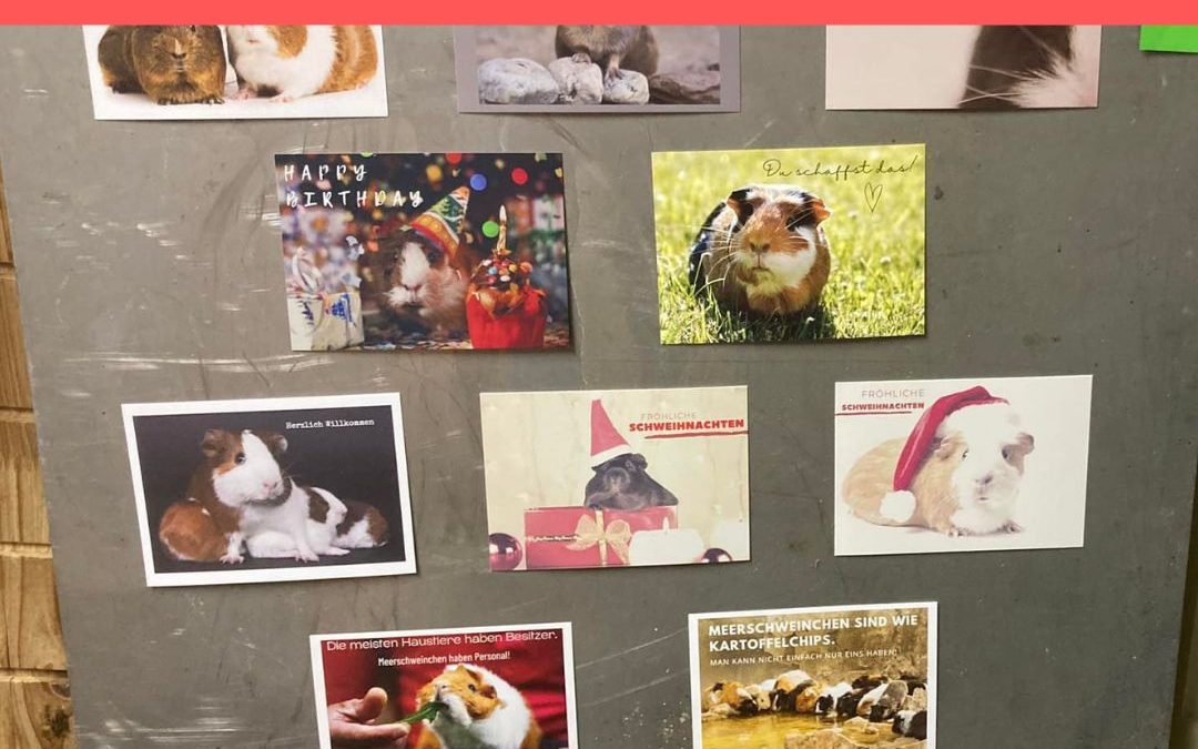 Postkarten-Verkauf zu Gunsten unserer Tierarzt-Kasse