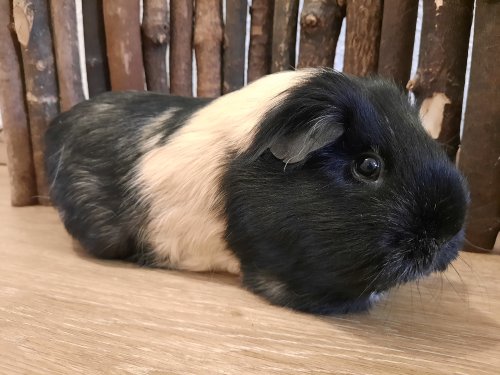 Tobi