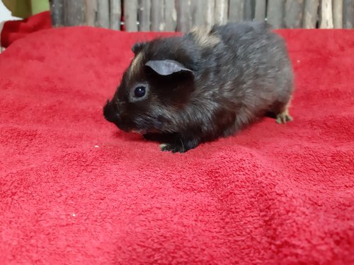 Samson