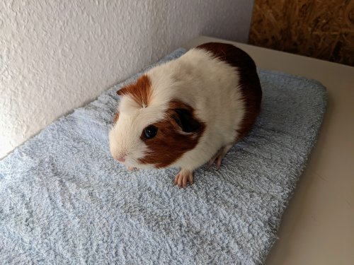 (Vermittelt) Sally sucht ein Zuhause