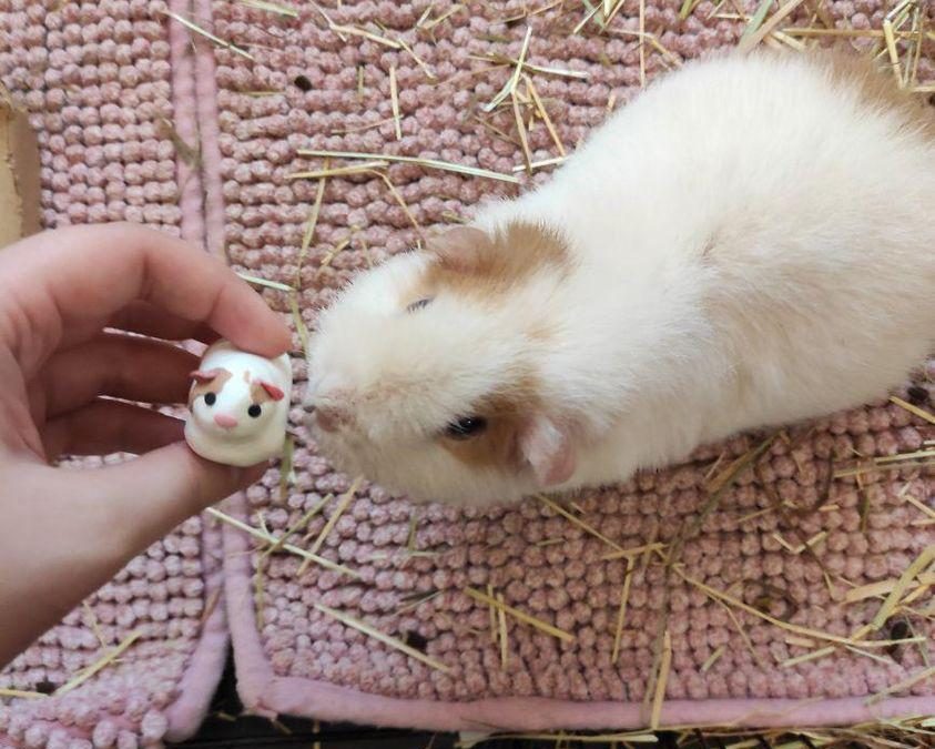 Mini-Meeri-Verkauf zu Gunsten unserer Tierarztkasse