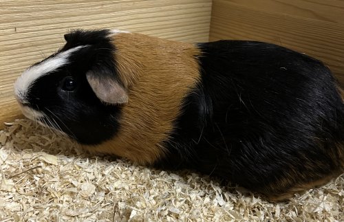 Toffee