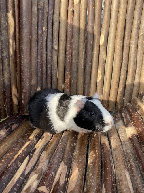 Wanda
