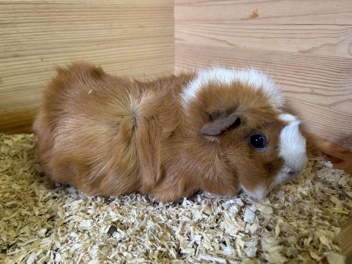 Anouk