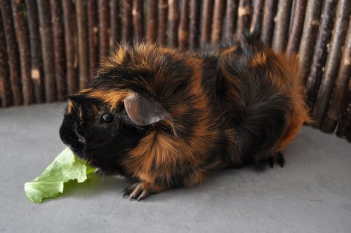 Bertie