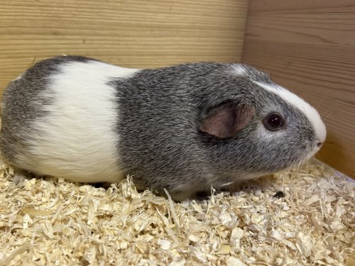 Nepomuk