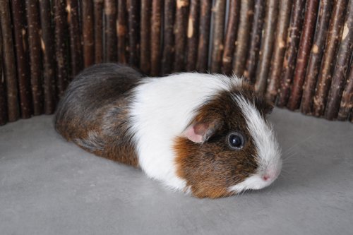 Coco