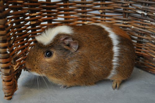 Gregor