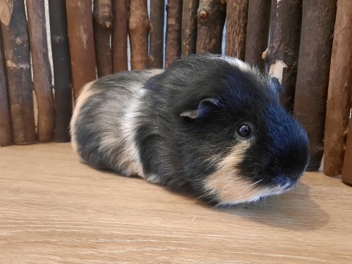 Minki