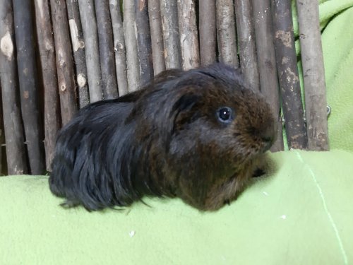 Otto