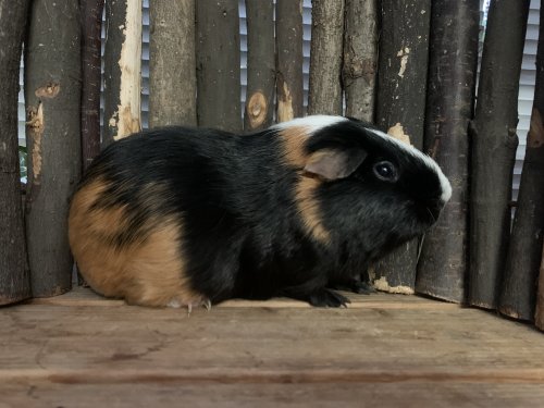 Poe
