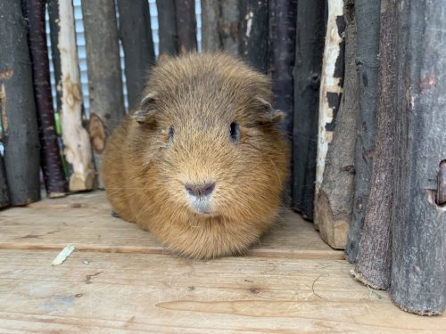 Bobo