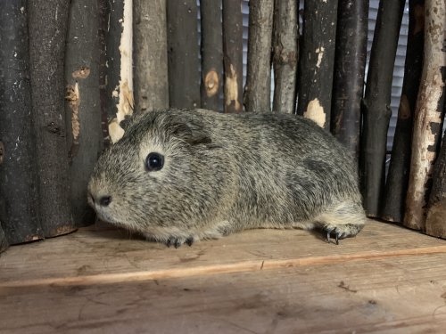 Edgar