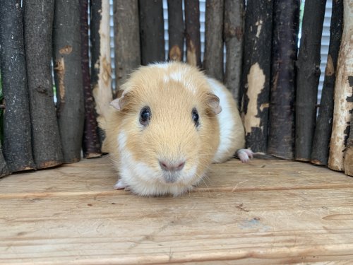 Krümel