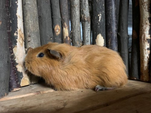 Lenni
