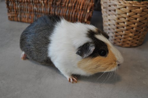 Lulu