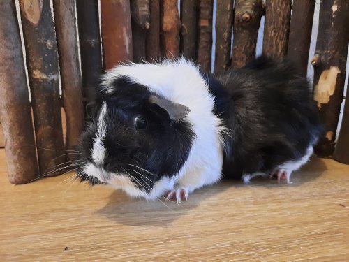 Peppa