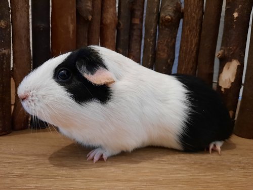 Chubaka