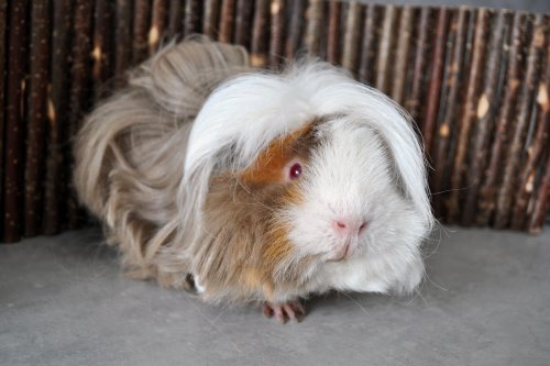 Wusel
