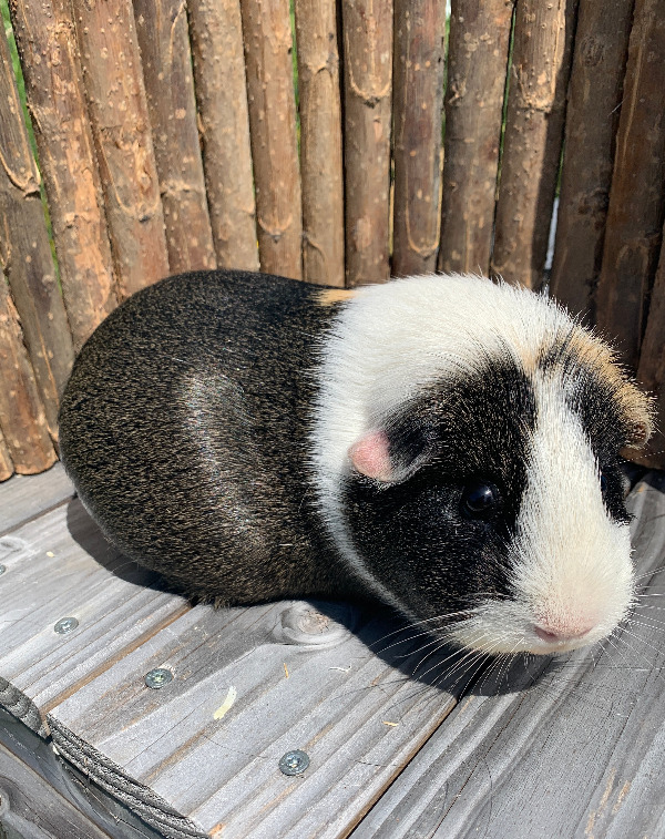 Daisy