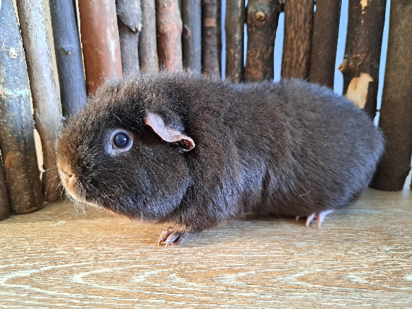 Elena