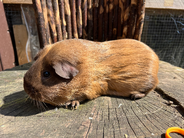 Mya