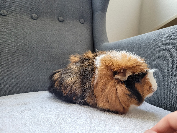 Coco
