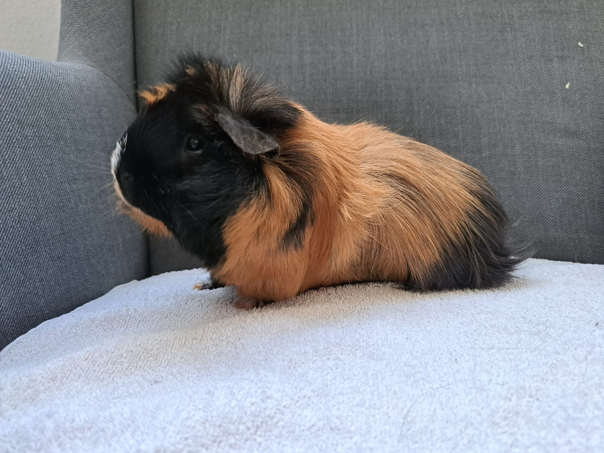 Peanut