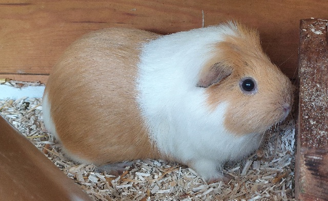 Sissi
