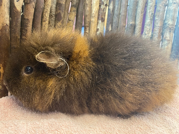 Merida