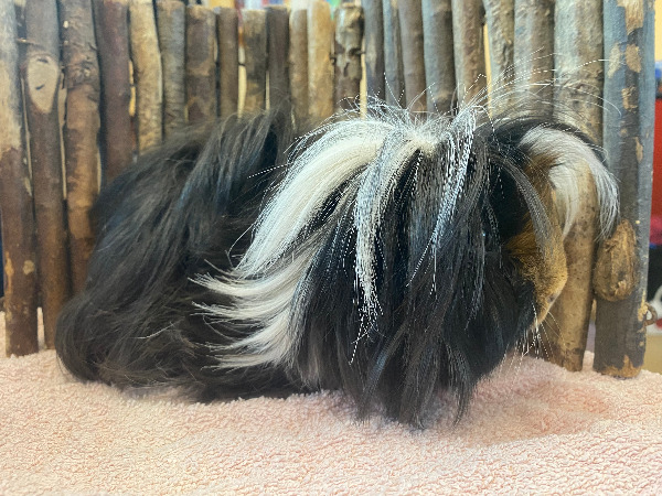 Mulan