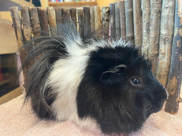 Rapunzel
