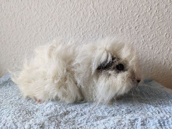 Tobi